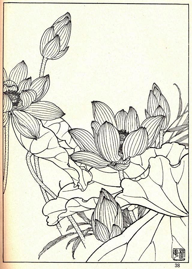 花卉线描资料白描花卉荷花
