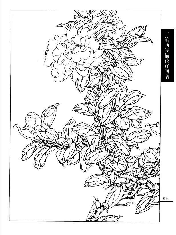 工笔画线描花卉画谱茶花篇