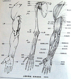 手臂肌肉结构