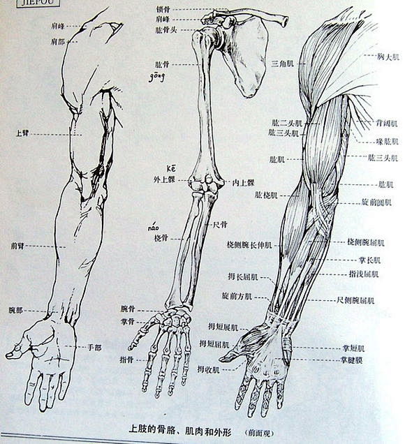 26【图片【教程】关于手臂结构的解析【自学原画吧】_百度贴吧人体