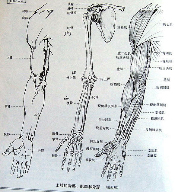 图片教程关于手臂结构的解析自学原画吧百度贴吧