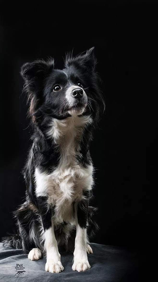 聚光灯下 天津宠物摄影spyzoo狗狗肖像|摄影|动