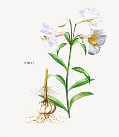 com 手绘 绿色 植物 . ,柒恩惠quot;わ采集到中药材插画 采集 d.