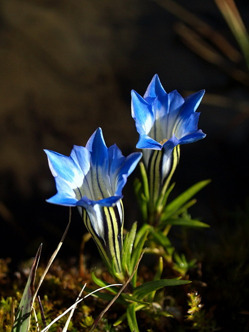 龙胆花