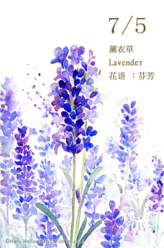 lofter.com 每日一花 7.5 薰衣草&n-haru. hello.