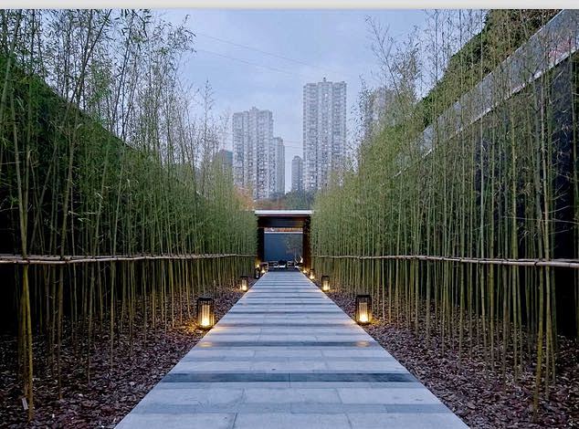 专项—竹子景观