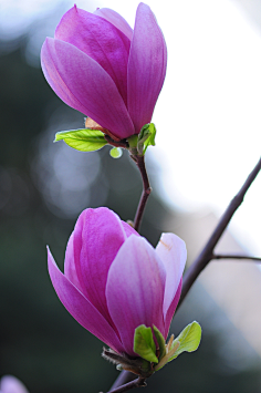 玉兰花/白玉兰等