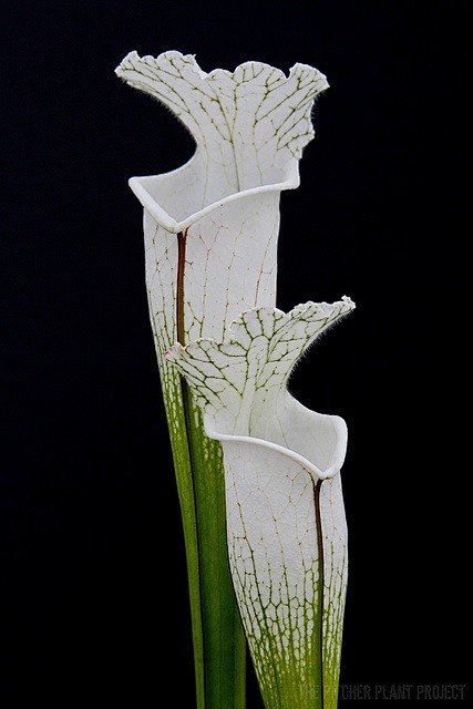 瓶子草