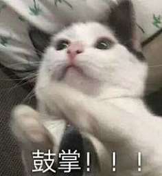 猫咪表情包