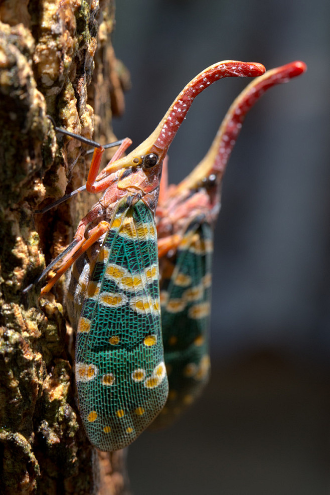 zygaena ascita 无明长夜采集到昆虫 blue walking stick insect 无