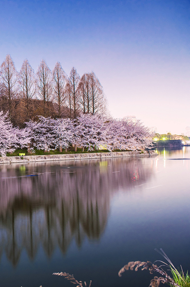 街道 风景 樱花 日本 摄影 #美图