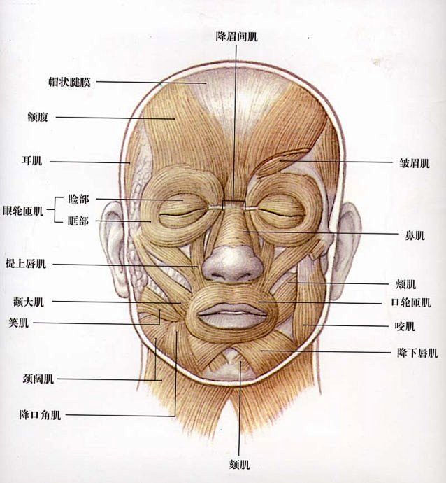 脸部肌肉分布图
