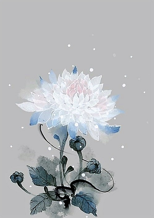 白菊花
