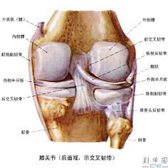 膝关节(后面观,示交叉韧带)解剖图.