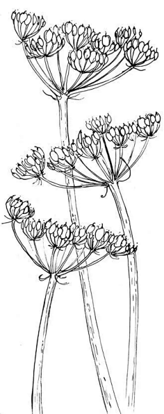 简笔画-植物类-花瓣网|陪你做生活的设计师 轻松学彩铅画