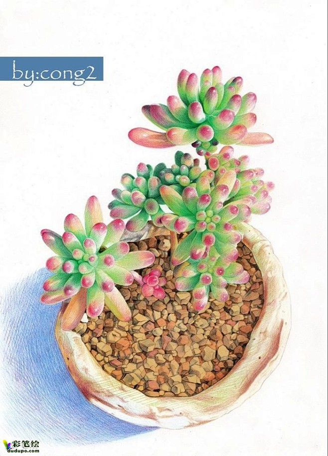 彩铅多肉转彩铅画