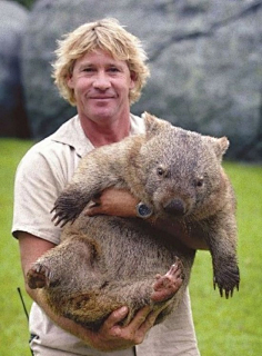 袋熊wombat