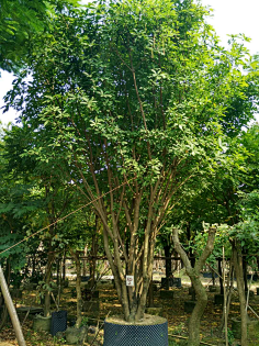 华南地区常用乔木类