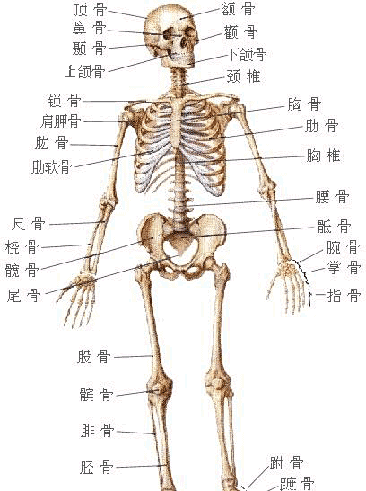 人体骨骼