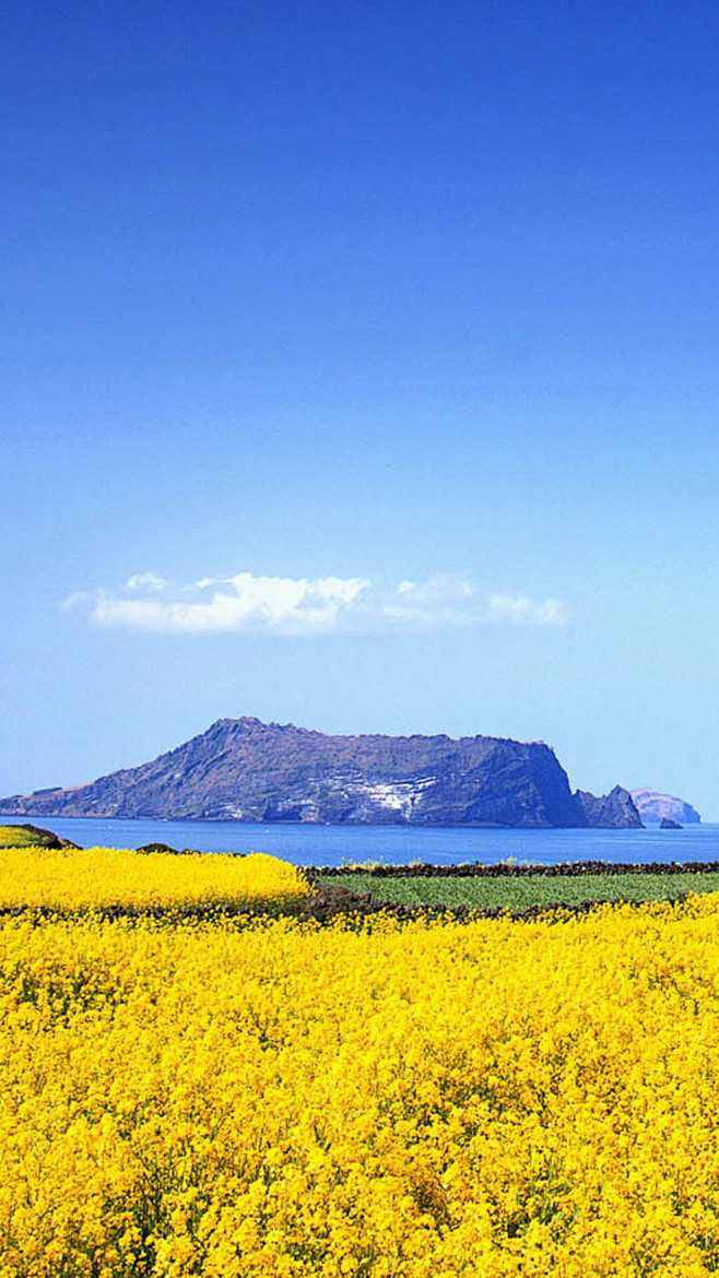 花海背景