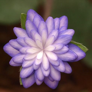 梅花高启