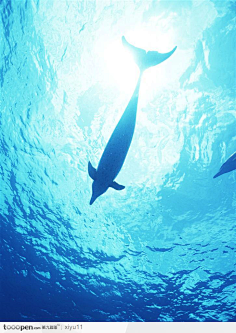 com 海洋生物-鲸鱼尾巴掀起水珠潜入海里高清桌面图片素材 18 2
