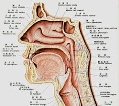 耳鼻喉解剖图