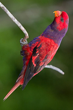 鹦形目·鹦鹉科·红蓝吸蜜鹦鹉属:紫颈吸蜜鹦鹉