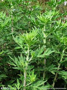 花草艾草益母草
