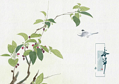 本草 植物 插画 中草药 水彩 手绘 古风