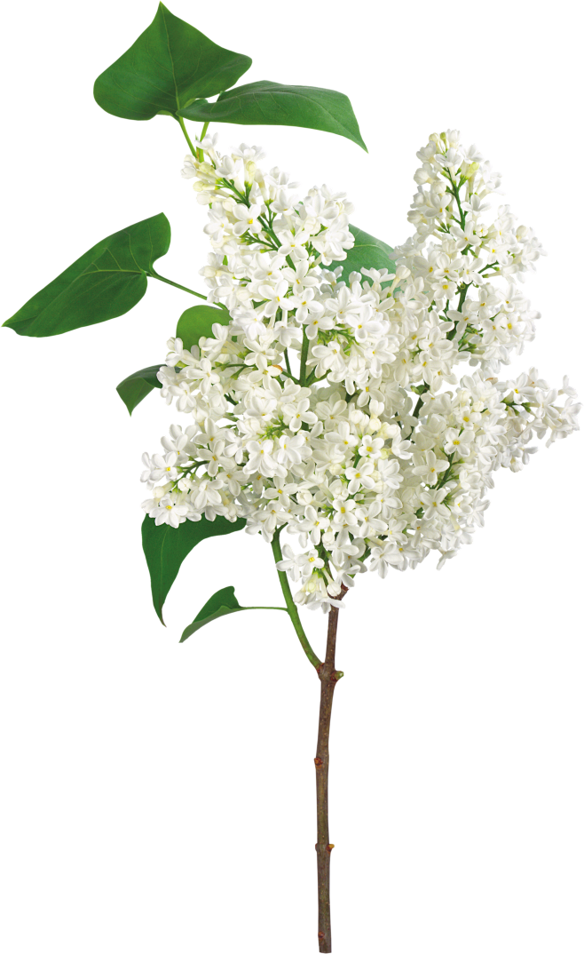 lingmay从南栀惜沫转采于2019-11-07 10:32:58绿植花卉素材(76)花草