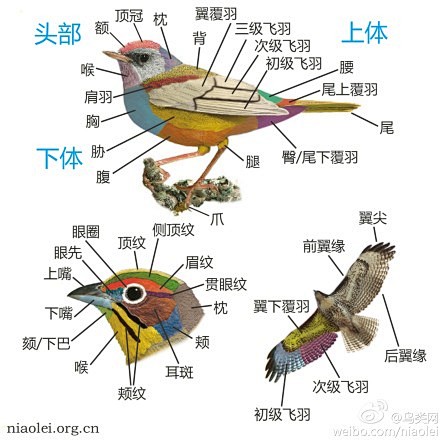 鸟类身体各部位描述