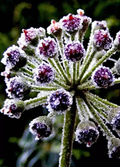 花映雪雪融花