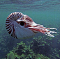 nautilus a pelagic marine mollusc of the cephalopod family by