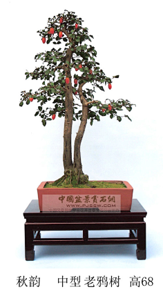 baidu.com 老鸦盆景_看图_老鸦柿吧_百度贴吧 tieba.baidu.