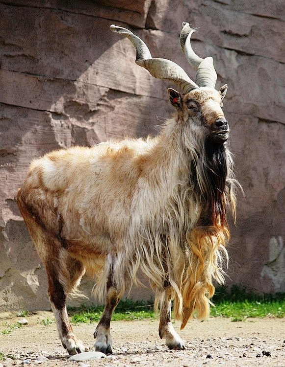 拥有特别双角的捻角山羊markhor又名螺角山羊是分散在喜玛拉雅山西部