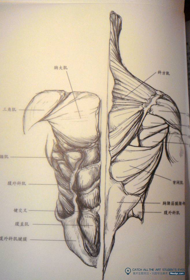 速写解剖躯干肌肉