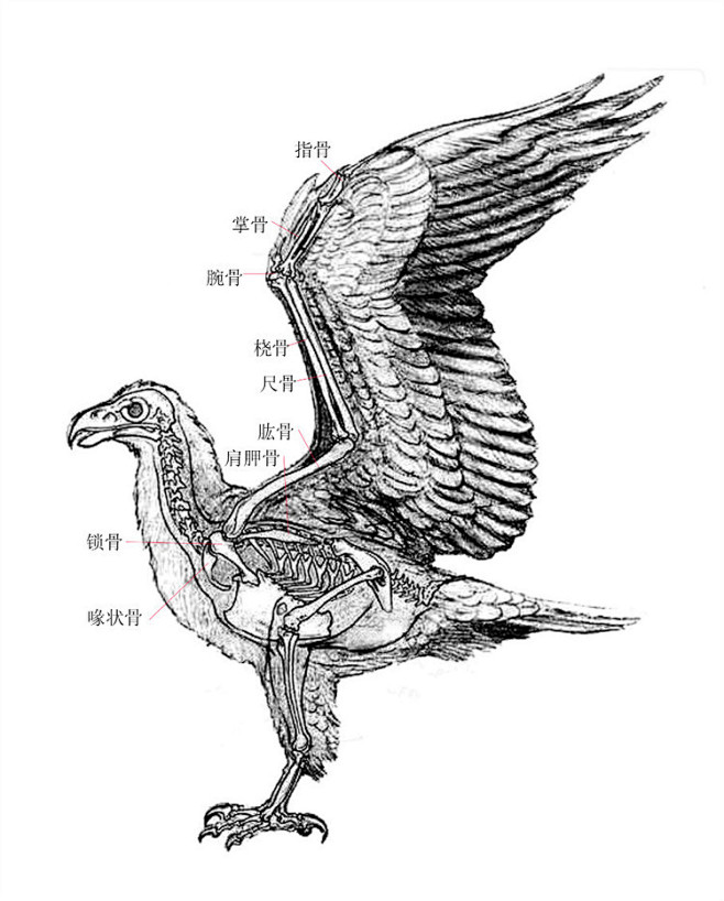 3鸟的前肢骨骼结构 - wby_6123 - wby_6123