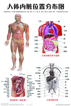 163.com 人体器官 - 内脏 - 欣贵人 - 集 美 阁 qiuxingchao1986.