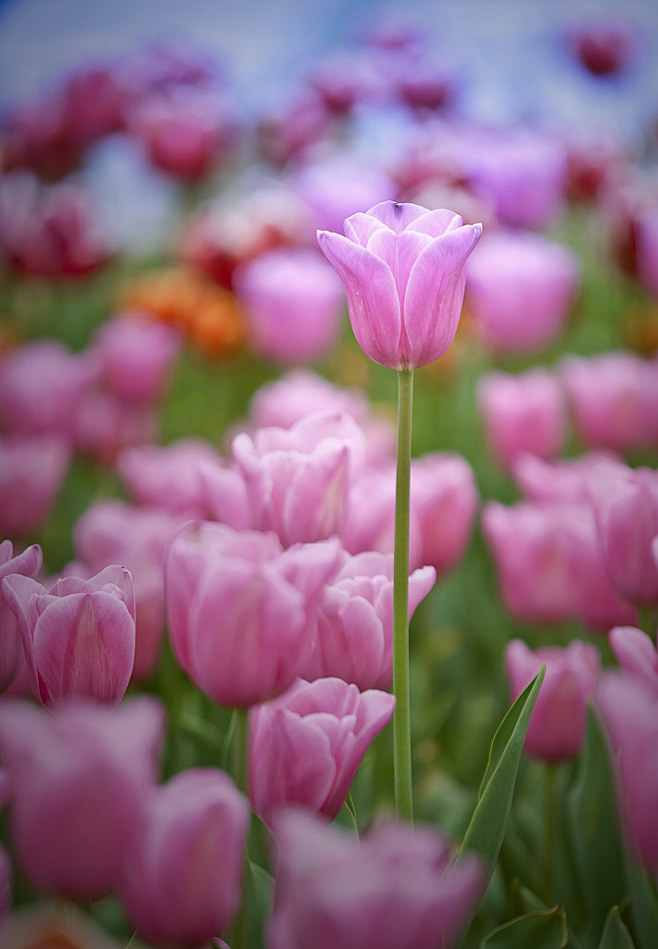 郁金香花语