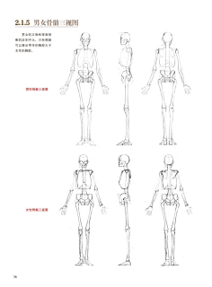 人体三视图