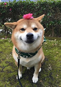 com 日本一柴犬因笑容治愈走红网络!网友:承包了我2018年的头像!
