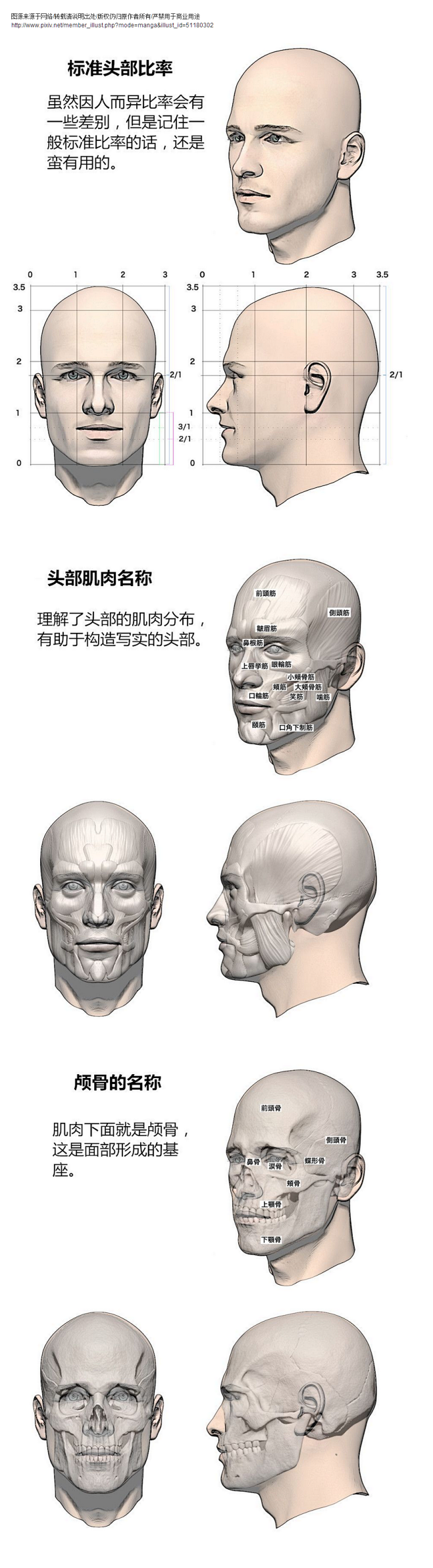 脸部结构