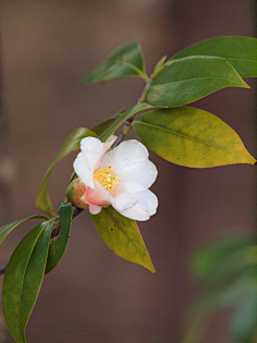 山茶花 椿camellia