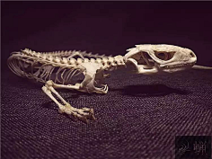 蜥蜴骨骼模型1