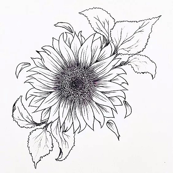 简笔画-植物类-花瓣网|陪你做生活的设计师 | 轻松学