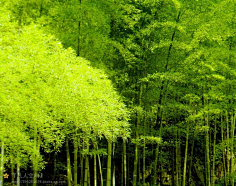 花中四君子竹