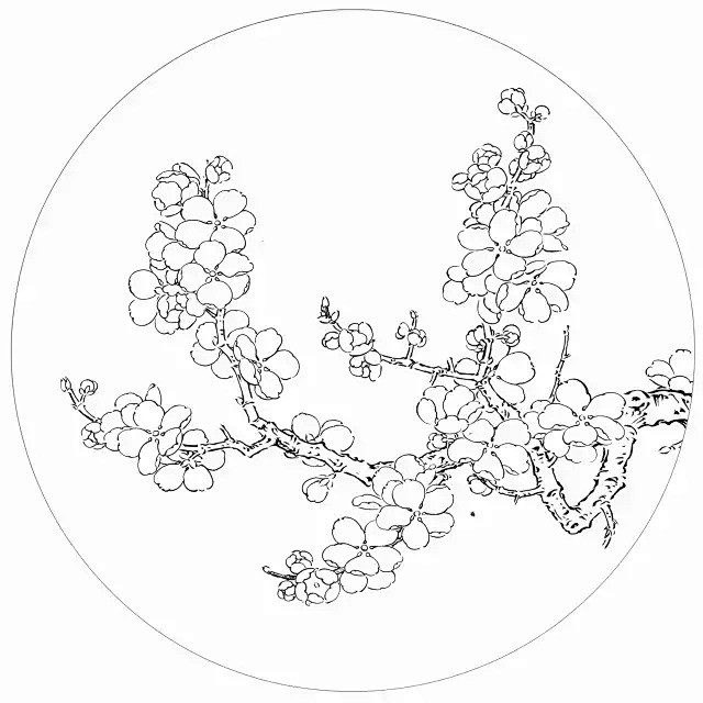 qq.com 吉祥寓意花鸟白描欣赏杏花 寓意幸运幸福. mp.weixin.qq.