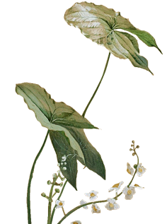 莀柃采集到中国风素材14721手绘 彩铅画 色铅笔 飞乐鸟 本草绘 植物