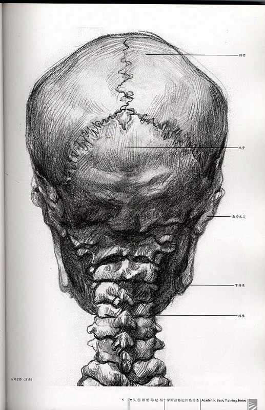 人体结构各类骷髅模型